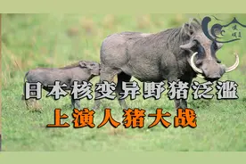 日本核变异野猪泛滥，上演人猪大战，赏金猎人靠杀猪成百万富翁视频封面