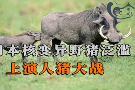 日本核变异野猪泛滥，上演人猪大战，赏金猎人靠杀猪成百万富翁视频封面
