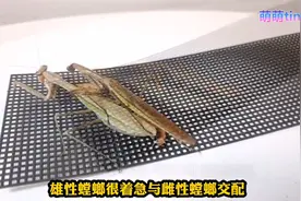螳螂交配的季节到了，记录完整的螳螂交配和产卵过程