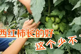 陕西农民种出七层高的西红柿，记者采访，邻居都不敢露面视频封面