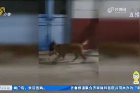 能干！寿光这只小狗火了,拉地膜、拿线绳,帮主人干活“一个顶俩”视频封面