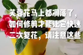 芙蓉花马上都凋落了，如何修剪才能让它快速二次复花，请注意这些视频封面