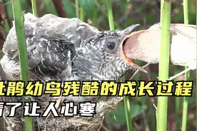 杜鹃幼鸟残酷的成长过程，刚破壳就会谋害同窝兄弟，看了让人心寒视频封面