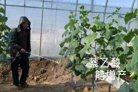 萘乙酸不仅生根好，更能提升坐果率，农户要掌握使用剂量视频封面