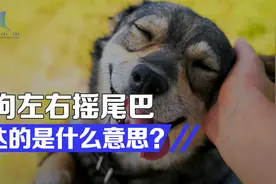 狗狗为什么这么亲近人类？可能与这种基因有关视频封面