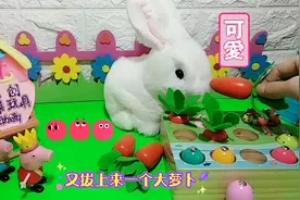 小白兔不喜欢吃虫子也不喜欢吃鱼，那小白兔喜欢吃什么？视频封面