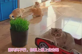 小猫打疫苗回来，被猫妈嫌弃并断绝母子关系，往后余生没妈疼你了视频封面