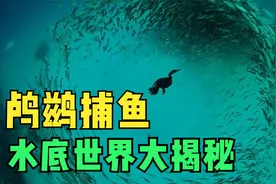 鸬鹚是怎样在水下捕鱼的？高清镜头，水底世界的精彩大戏视频封面