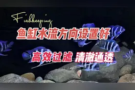 鱼缸内水流方向设置对，高效过滤，清澈通透：养鱼笔记第4季25集视频封面