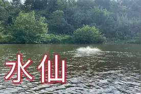 发生江西农村的真人真事，全村公认的“水仙”，徒手在水中抓鱼
