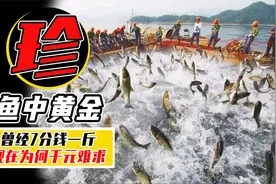 2000一斤的大黄鱼，如何从世界顶级鱼群，沦落为濒危动物？视频封面