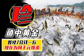 2000一斤的大黄鱼，如何从世界顶级鱼群，沦落为濒危动物？视频封面