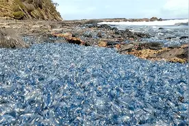 澳洲这一生物泛滥成灾，导致3000多人受伤，网友：这真没法帮忙！视频封面