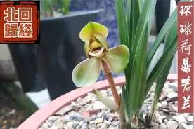 向经典致敬！种植三年的环球荷鼎春兰开花了，荷瓣花琥珀色视频封面