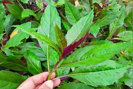 补血植物“紫背天葵”，它的多种用途厉害了，一起来了解一下视频封面