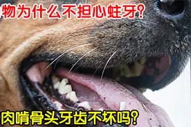 动物天天吃肉啃骨头，为何不怕有蛀牙？它们的牙齿不会坏吗？视频封面