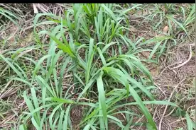 喂养七彩山鸡，在日粮中添加巨菌草，各项指标明显改善视频封面