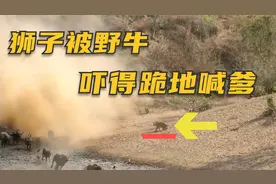 百头野牛猛冲救同类，狮子被吓到当场“跪地喊爹”！视频封面