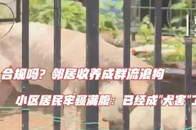 合规吗？邻居收养成群流浪狗，小区居民牢骚满腹：已经成"犬害"了视频封面