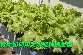 塑料瓶一个也别扔，这样在阳台上种生菜，不仅美观还特别实用视频封面