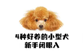 4种好养的小型犬，新手闭眼入！视频封面