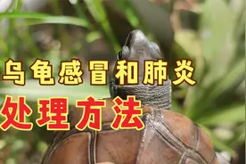 秋季乌龟经常生的病，乌龟感冒和肺炎的治疗方法，秋天养龟注意
