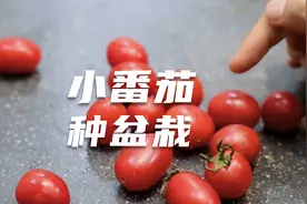小番茄也能种盆栽？园艺师教你，剔除内部种子，撒点土就能发芽视频封面