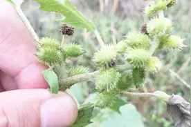这种小刺果叫“苍耳”，很多人小时候摘来玩耍，其实它是一种药材视频封面