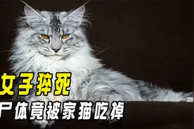 俄罗斯女子猝死家中，竟被自养的20只猫给吃掉，猫为何会吃主人？