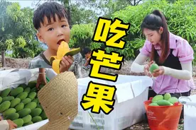 云南华坪芒果大丰收！果农怎么也高兴不起来，这价格都没老板来收视频封面