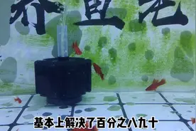 红箭鱼白毛加交叉感染，来回调理半个月，目前状态良好视频封面