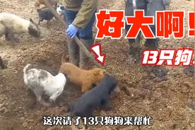 13只狗一起“抓捕”田鼠，场面很壮观，农场主的心病解决了视频封面