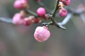 180分钟清晨音乐《桃溪行》聆听大自然醉美的音符！