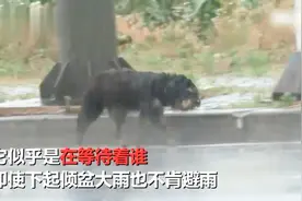 泪崩 流浪狗看到女性就以为是主人 淋雨痴等四个月终于和家人团圆视频封面