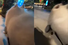 狗狗带主人去找狗友玩耍，卖力拉车回头率爆表，超级拉风网友慕了视频封面