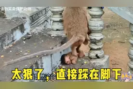 难怪都喜欢虐打小猴子，原来这打小猴子的是从小就培养视频封面