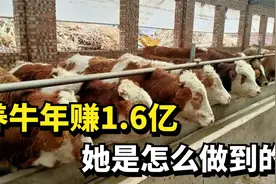 都市女白领回乡养牛，年赚1.6亿，她是怎么做到的？视频封面