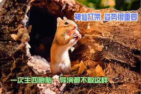四胞胎怎么养？作起来太狠了，打架的姿势很重要视频封面