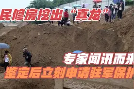 农民修房挖出“真龙”，专家闻讯而来，鉴定后，立刻申请驻军保护视频封面