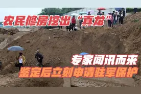 农民修房挖出“真龙”，专家闻讯而来，鉴定后，立刻申请驻军保护视频封面