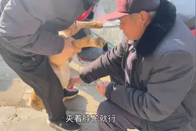 农村老师傅用失传手艺阉割羊，三分钟骟一只小公羊，这手法够专业视频封面