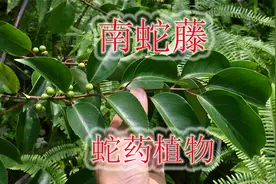 蛇药植物“南蛇藤”，农村俗称“过山枫”，根茎叶果价值了解吗？视频封面