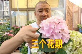 同一棵绣球上3朵花，分别代表了绣球的3个花期视频封面
