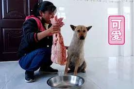 狗狗快临产了，给它鸡骨架补一补，没想到一下子吃了这么多视频封面