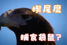 澳大利亚楔尾鹰犹如空中轰炸机，捕食袋鼠精彩瞬间太震撼视频封面