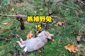 自制抓野兔小陷阱视频封面