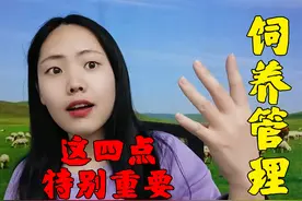 羊羔早期饲养管理怎么做？这4点很重要，学会能提升羊羔成活率！视频封面