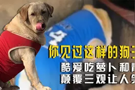 你见过这样的狗子么？酷爱吃萝卜和青菜，颠覆三观让人笑喷。视频封面