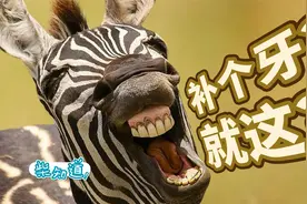 小洞不补大洞吃苦！补牙，根管，种牙…如何拯救你的烂牙？视频封面