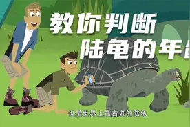 【动物兄弟】如何判断陆龟的年龄呢？视频封面